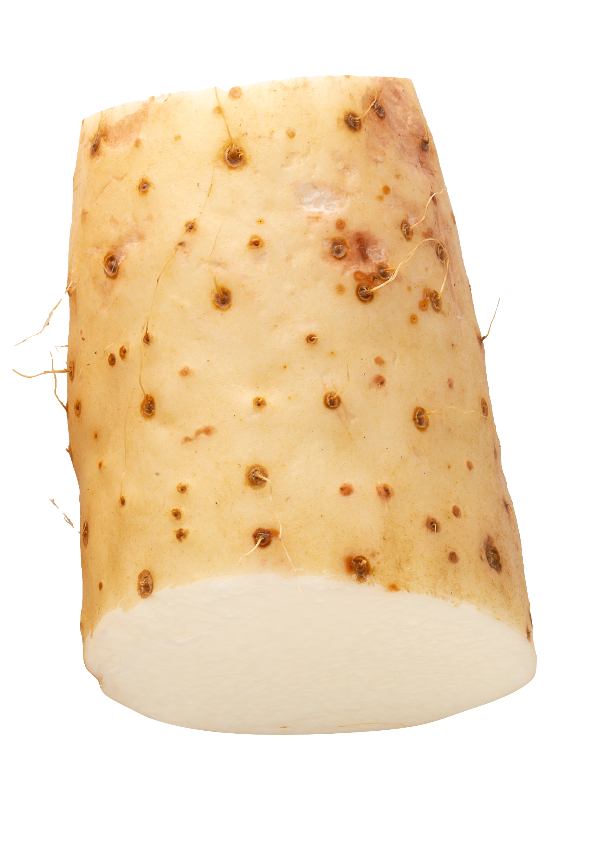 Wild Yam Extract