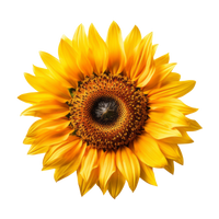 Sunflower oil powder